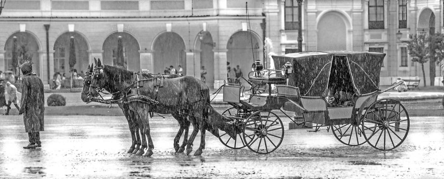 Horse & Carriage wait in rain