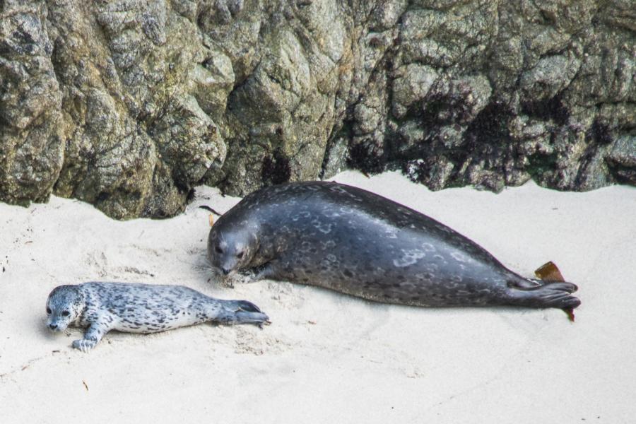 Harbour seals (phoca vitulina) on the beach at Point Lobos.