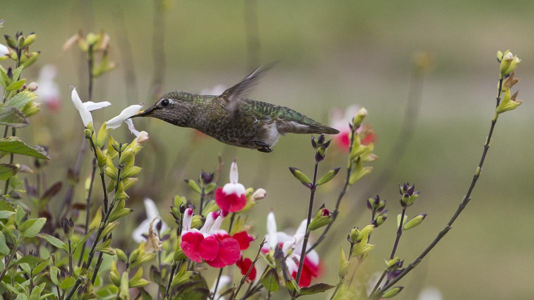 An Anna's Hummingbird (Calypte anna) Feeding On Nectar