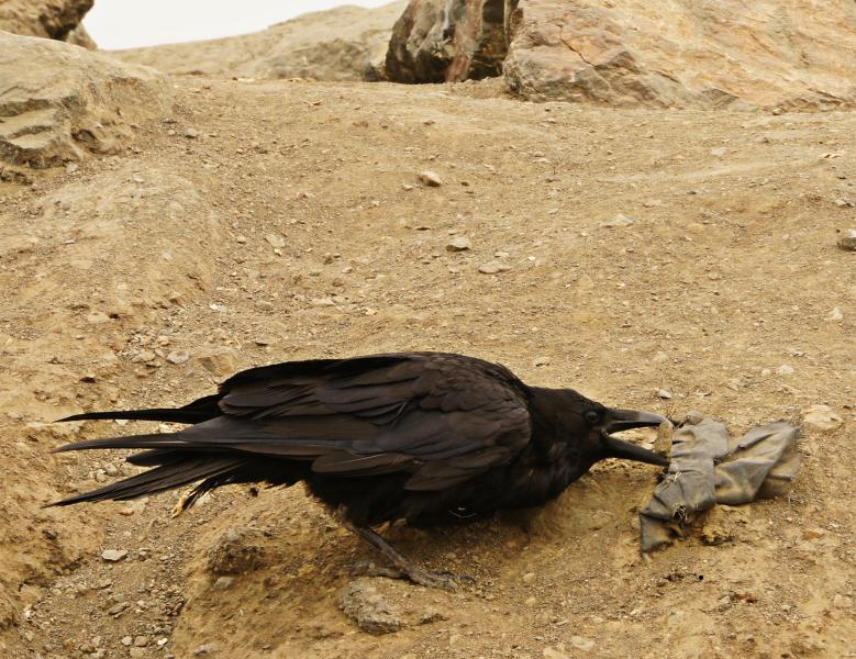 Smart Raven got a certain rock & used it to pry under material for food