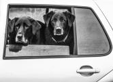 2 Dogs in Car Window