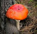 Fly agaric (Amanita muscaria) is a mushroom native to the boreal regions of the Northern Hemisphere, including California.  It forms symbiotic relationships with many trees such as pine shown here.