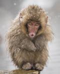 Infant Snow Monkey