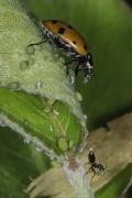 Demonstrating their symbiotic relationship, an ant carries one aphid to safety, where it will continue to produce honeydew for the ant.  A lady beetle feasts on an aphid left behind.