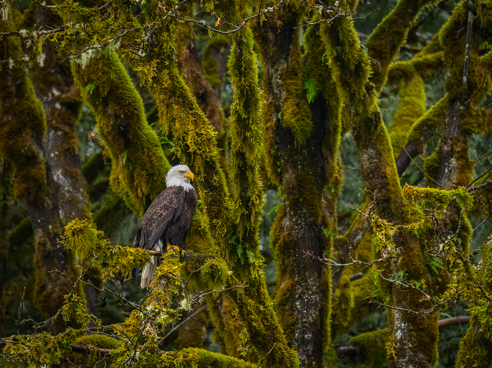 Eagle in the Trees