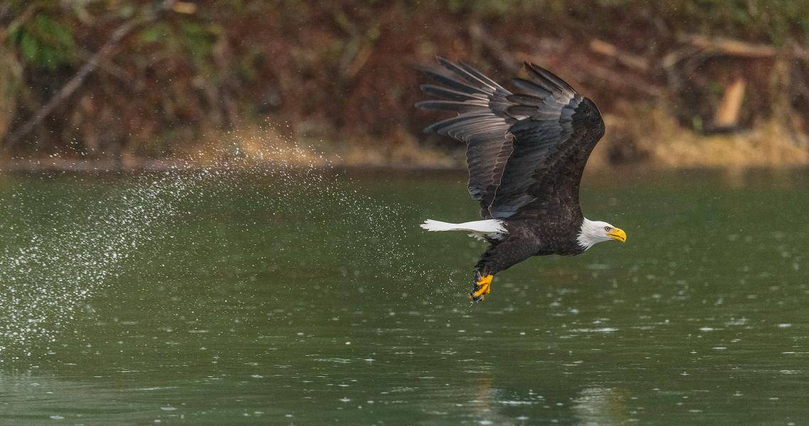 Bald Eagle (Haliaeetus leucocephalius) grabbing fish with it's talons on the Skagit River Washington water droplets show it's flight path