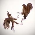Cooper Hawks (Accipiter cooperii) engaged in mid air combat.