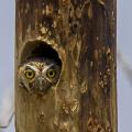 Elf Owl (Micrathene whitneyi) - World's Smallest Owl living in a Woodpecker's Cavity in an Agave Stalk, Big Bend, Texas