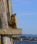 Sea Lion's are often found enjoying warm sunshine on the piling structure on the Santa Cruz Municipal Wharf