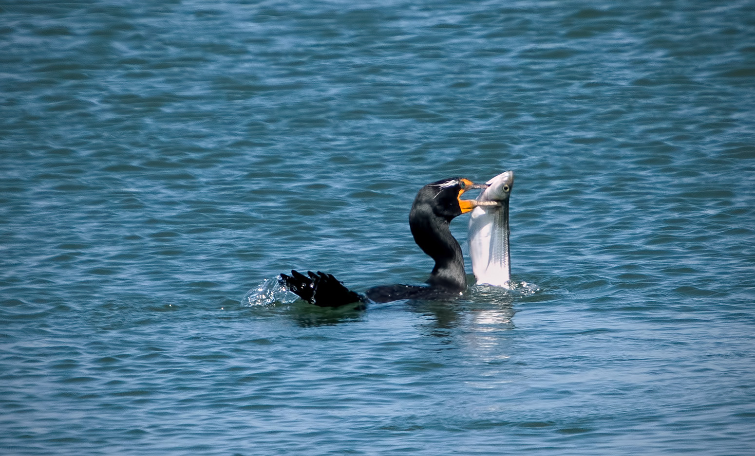 A double-crested cormorant (Phalacrocorax auritus) eat an average of one pound of fish per day. They prey on many species of fish but concentrate on those that are easiest to catch.