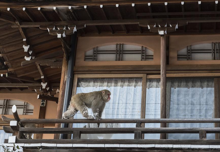 Snow Monkey walks the balcony rails in Shibu Onsen, Japan