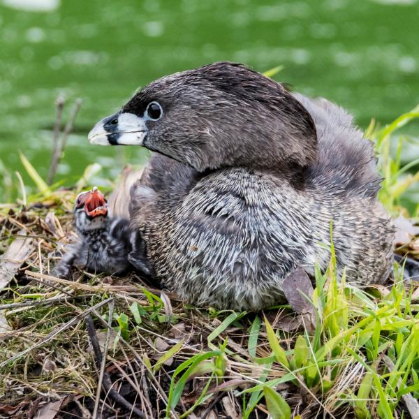 A Pied-billed grebe chick (Podilymbus podiceps )begs for food from its parent