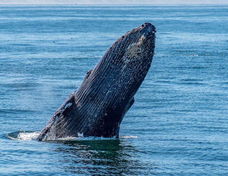 Humpback whale (Megaptera novaeangliae) breaching the surface in Monterey Bay