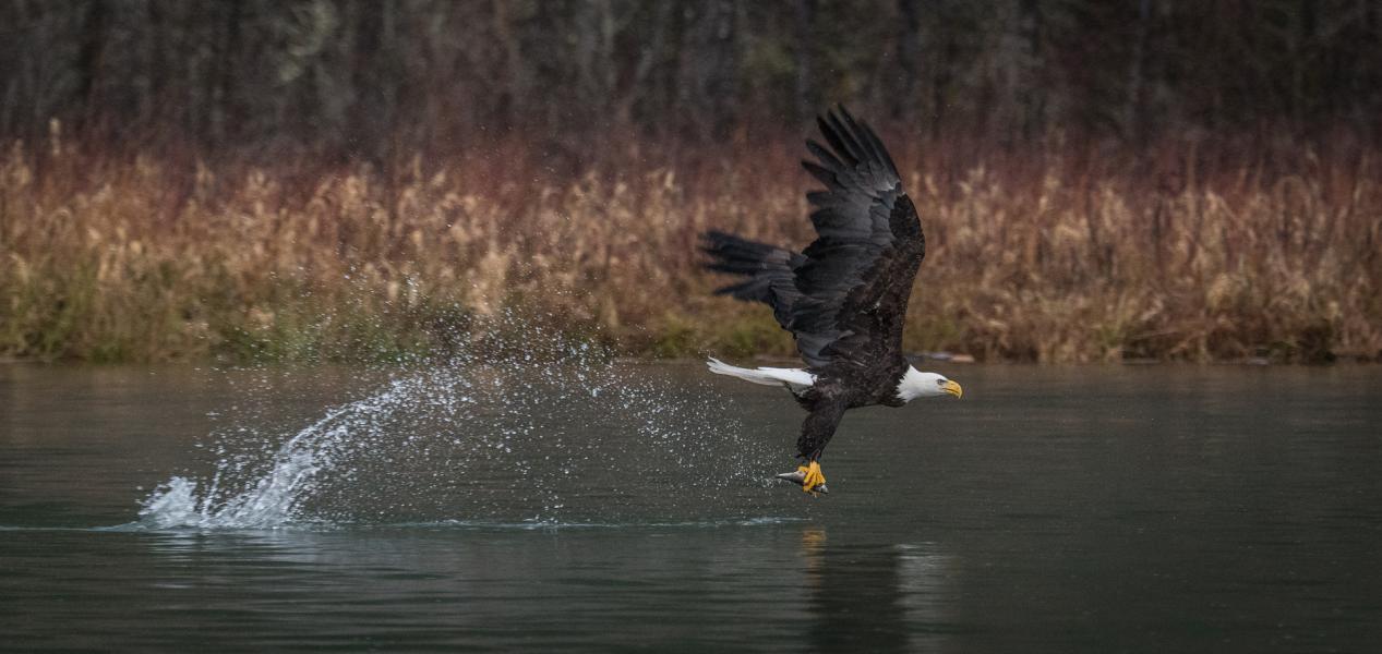 Bald Eagle (Haliaeetus leucocephalius) flying off with it's catch on the Skagit River Washington