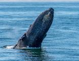 Humpback whale (Megaptera novaeangliae) breaching the surface in Monterey Bay
