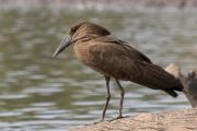 Hammerkop perched on a log