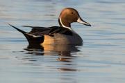 Northern Pintail Duck, Sacramento NWR