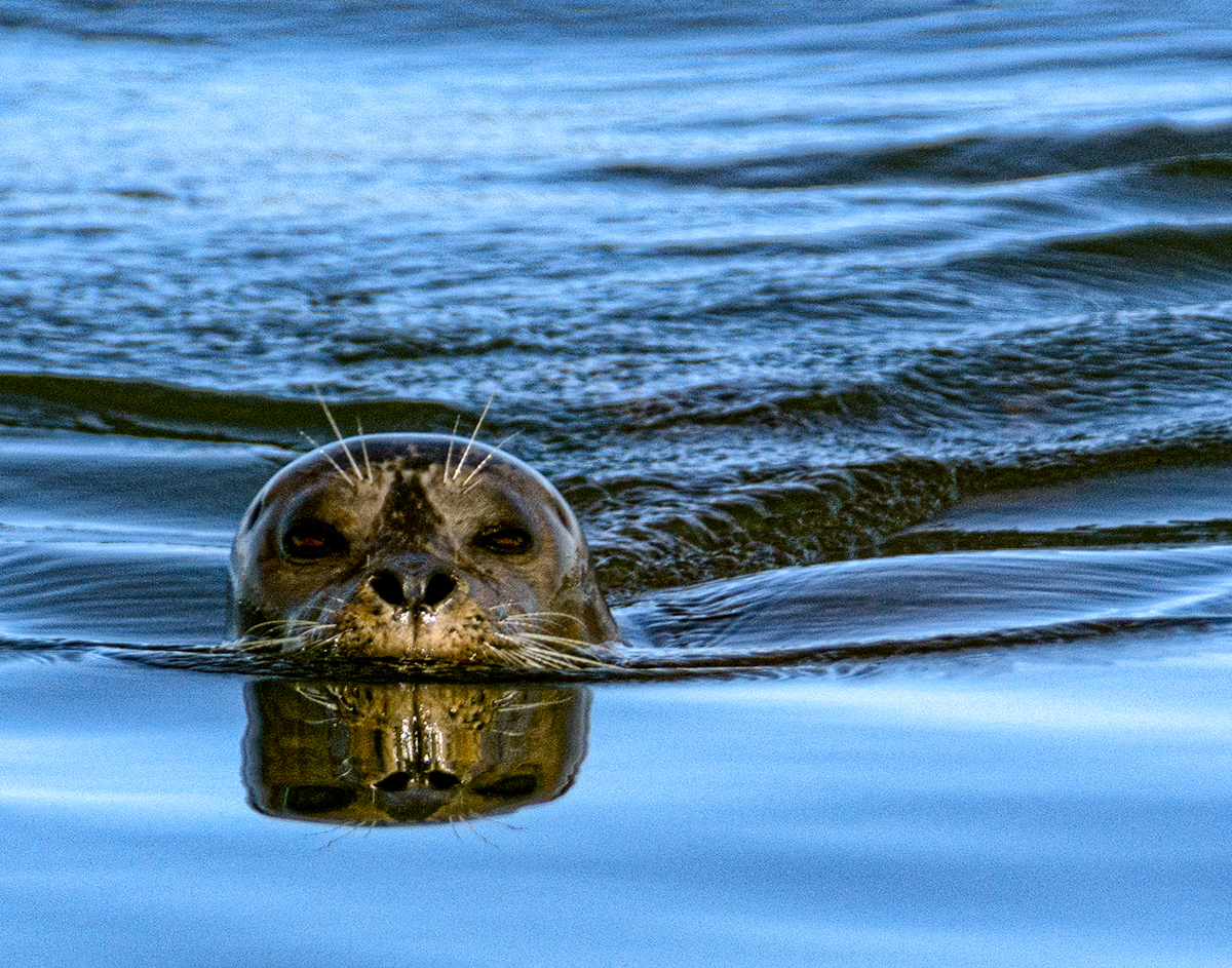 Harbor seals detect hydrodynamic trails in water with their sensitive whiskers allowing them to easily track passing fish even in the most turbid conditions.