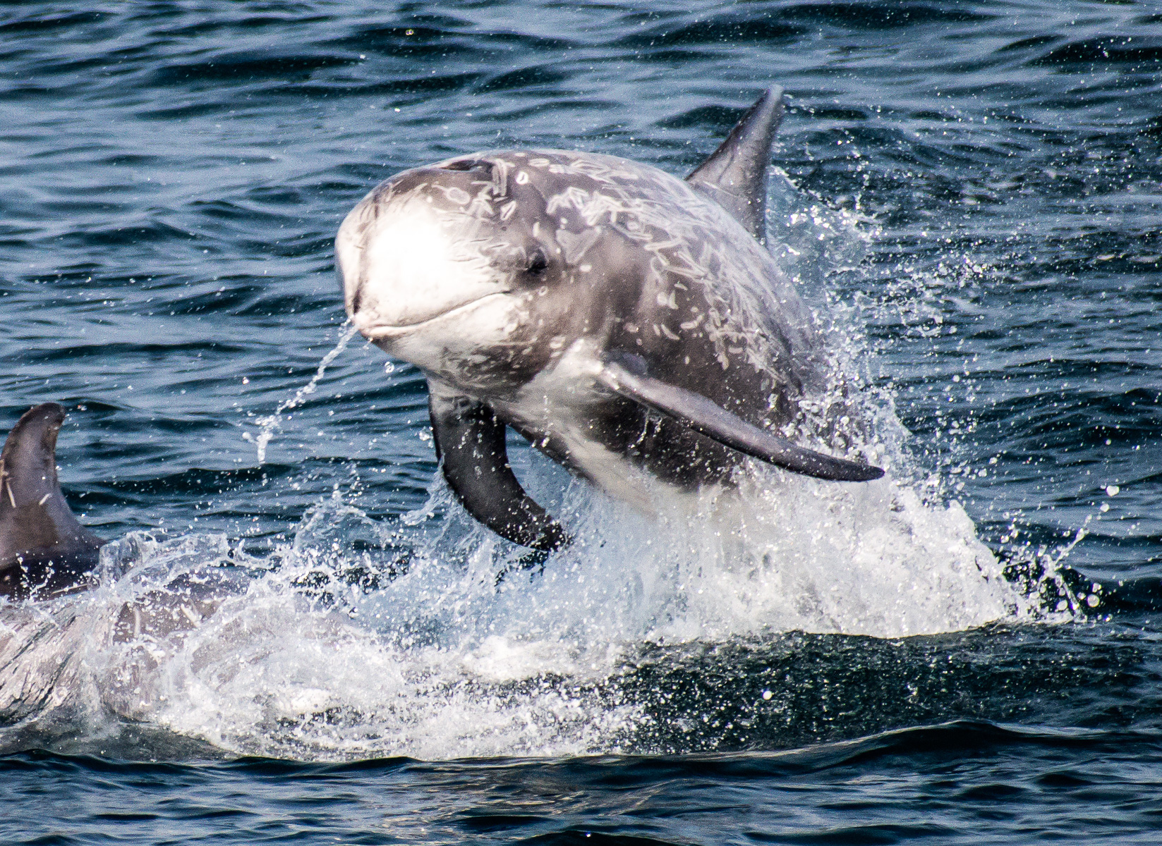A Risso's dolphin (Grampus griseus) leaps from the waters of the Monterey Bay
