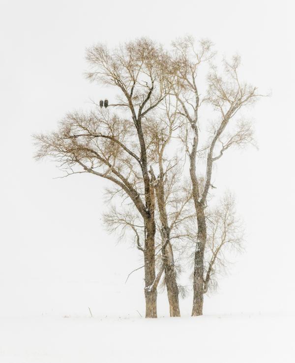 Trees in Snow with Bald Eagles