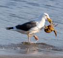 Western Gull (Larus occidentalis) Snares Dungeness Crab (Metacarcinus magister)