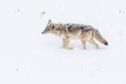 Coyote trudging through snow in the Lamar Valley in Yellowstone National Park