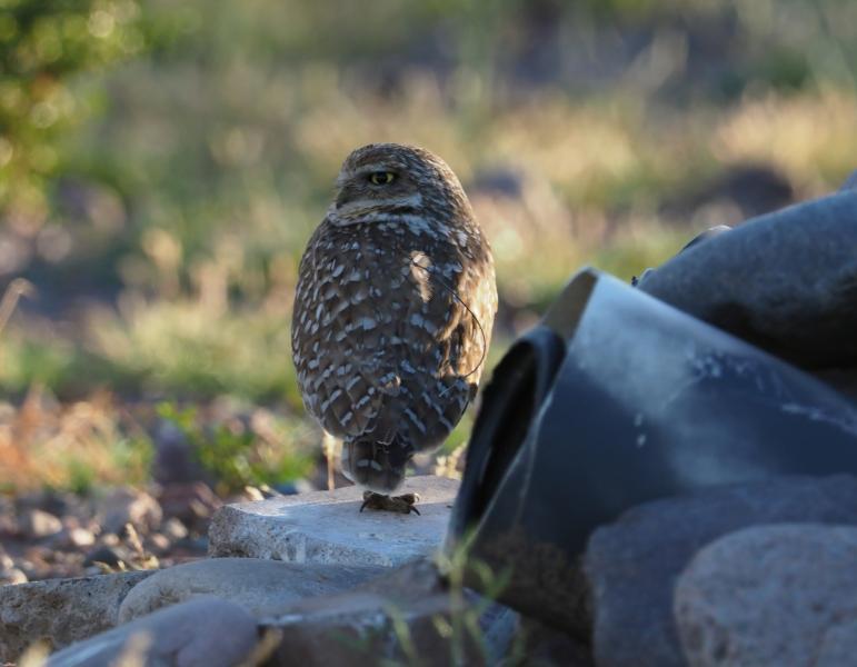 A burrowing owl in front of its man made burrow.  Since 2003 the group Downtown Owls has been giving the owls safe habitats to keep them from disappearing due to rapid development in the Phoenix area.