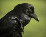 Raven-The Secret Keeper.