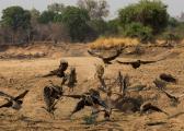 Lioness defends Cape Buffalo carcass from vultures