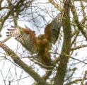 Red-shouldered Hawk (Buteo lineatus) about to land showing it's red shoulders and breast as well as it's iconic black and white wings and tail with wide bands