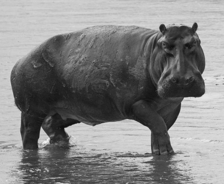 Scarred hippo
