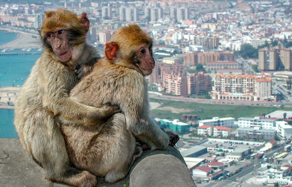 Wild but tame juvenile Barbary macaques in Gibraltar
