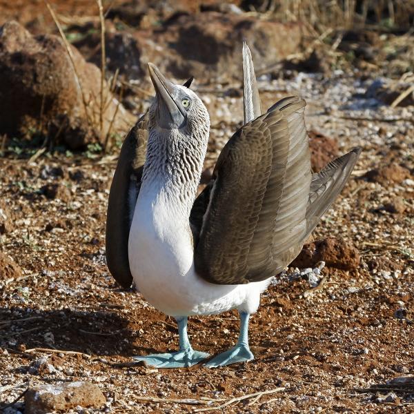 Blue-footed Booby (Sula nebouxii) in Mating Dance