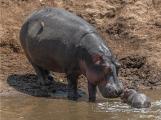 Hippopotamus (Hippopotamus amphibius) and Calf
