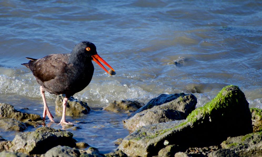 Black Oystercatcher (Haematopus bachmani). Oystercatcher carries a mussel shell to break on the rocks. Coyote point, San Mateo, CA.