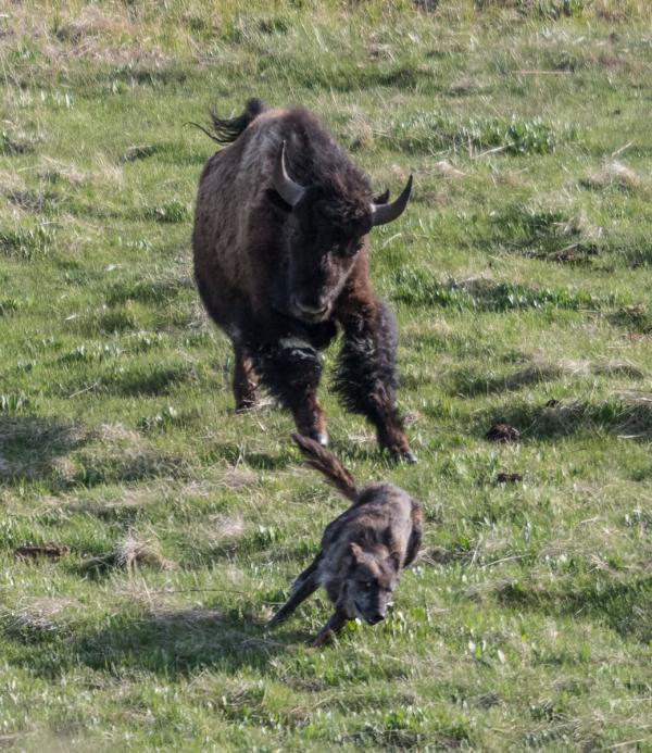 Wolf (Canis Lupus) excaping from Bison (Bison bison)
