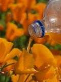 How the California poppy gets its color.
