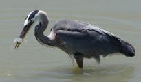 Great Blue Heron speared the fish it stalked then shook it to break its spine to make it easier to swallow.