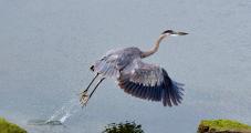 Blue Heron Takes Flight