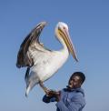 This Great White African Pelican has made friends with a local boatman who will occasionally throw a fish to it, Namibia, 2019