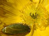 Iceland Poppy flower with detached Hairy Sepal (bud cover) from another flower
