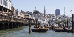 A Sea Lions View of Pier 39, San Francisca