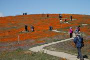 People Appreciating the Superbloom from a Polite Distance, Antelope Valley, California