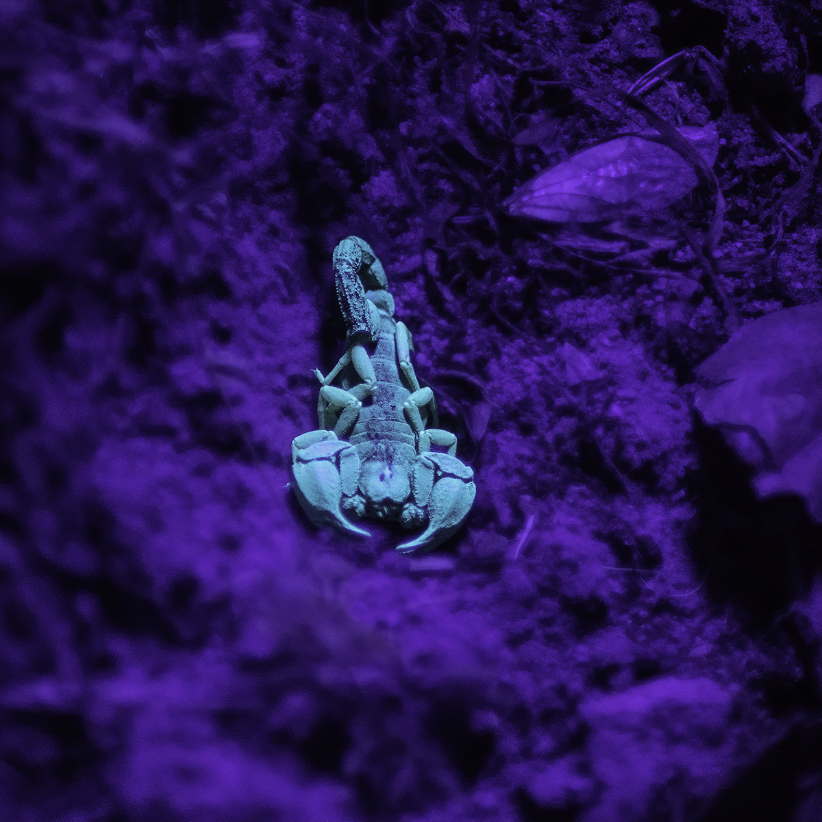 California Forest Scorpion (Uroctonus mordax). They are about 1 to 2 cm long and easiest to find at night because like other scorpions, they fluoresce brightly under UV light