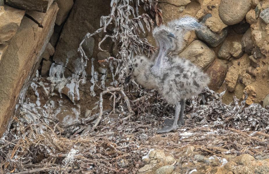 Week Old Western Gull Chick (Larus occidentalis) stretching it's wings
