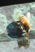 During hot spell, a Honeybee drinks water from birdbath