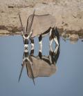 Oryx and Its Reflection