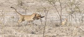 A jackal provokes a response from the cheetah just trying to finish her meal. (The jackal escaped unharmed and undeterred).
