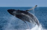 Humpback whale (Megaptera novaeangliae) breaching in the Monterey Bay