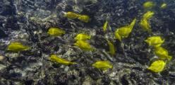 A school of Lau'i Pala Yellow Tang fish on a reef in Maui